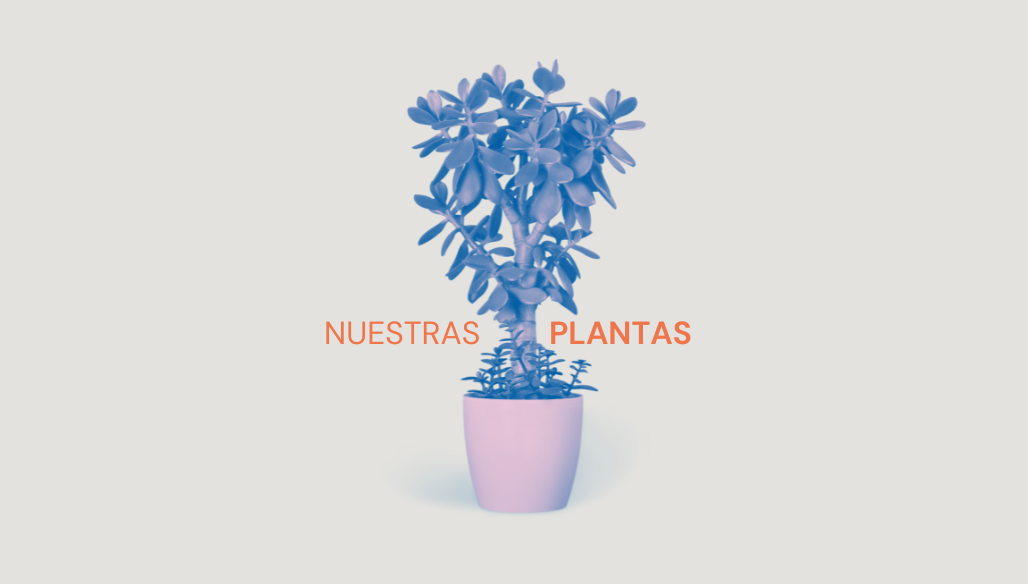 Nuestras plantas – Alba Miranda